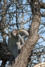 Grüne Meerkatzen (67 von 67).jpg